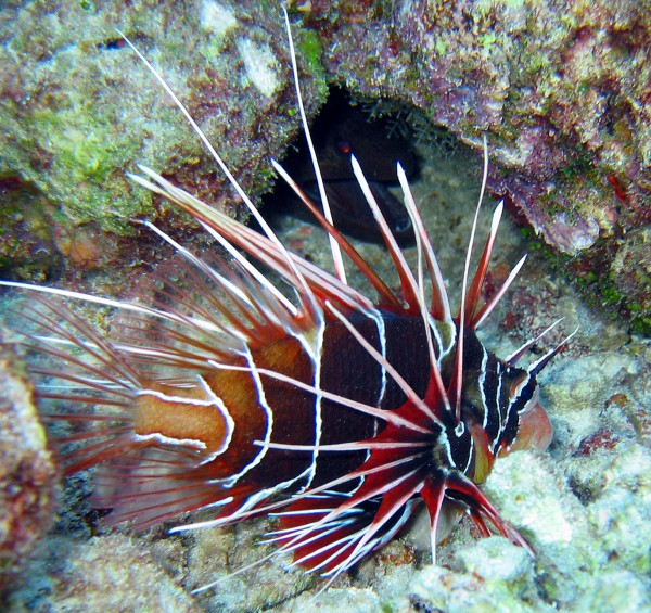 3.Lionfish-600x565