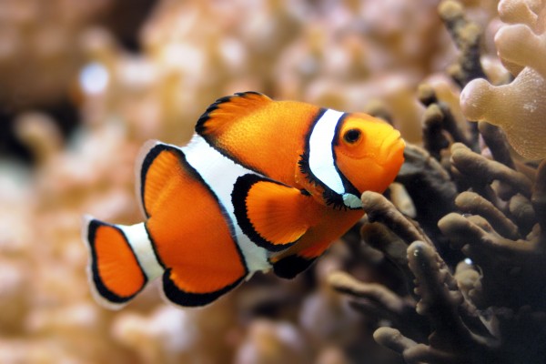 Oceans-Clownfish-600x400