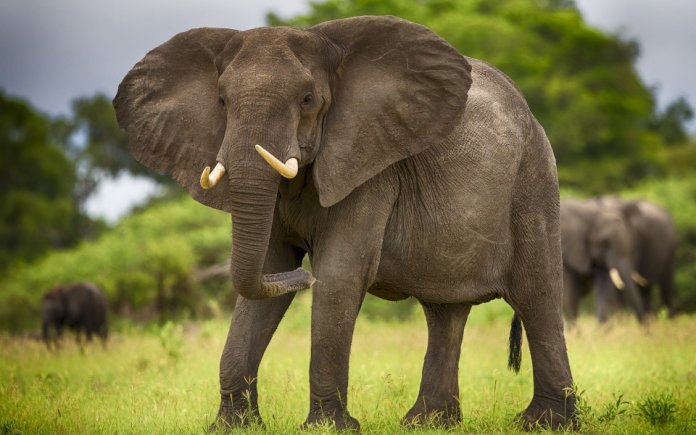 elephant-960x600