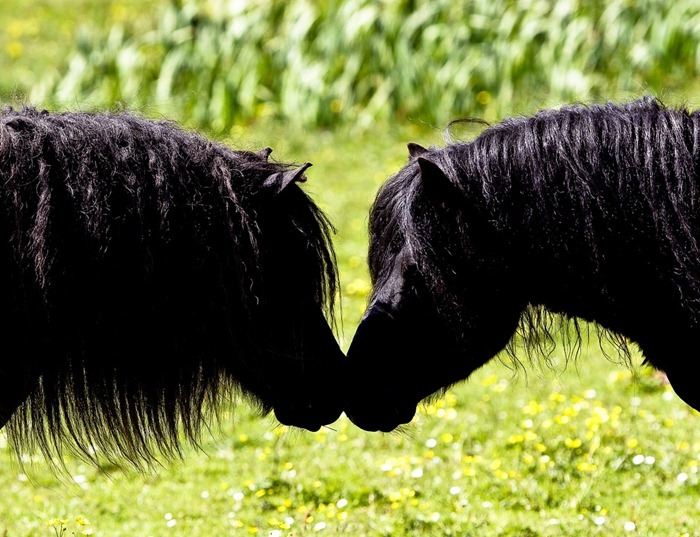 Шетлендские пони