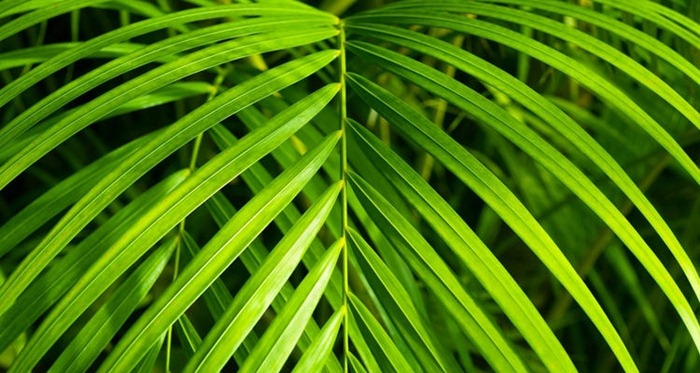 Бамбуковая пальма