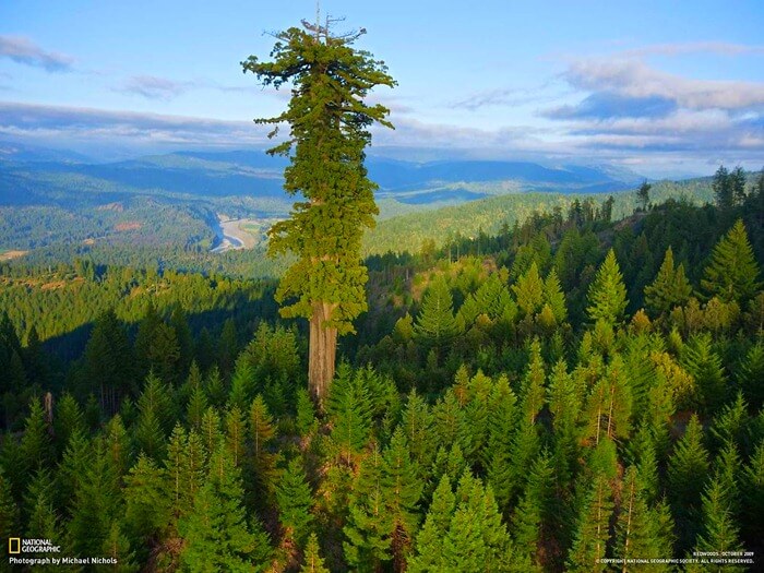 Мендосино в топ-10 самых больших деревьев
