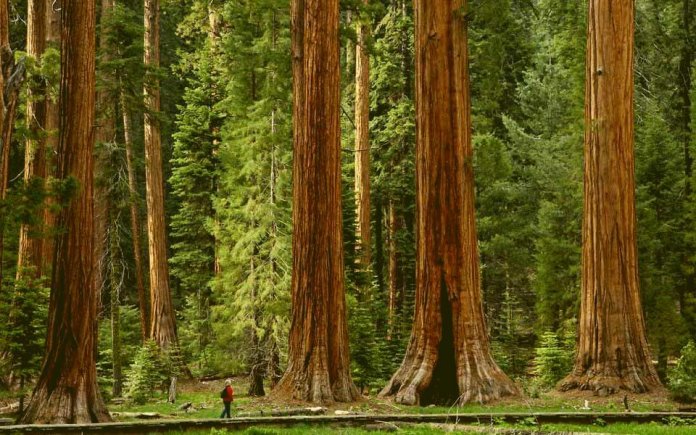 10 самых высоких деревьев в мире