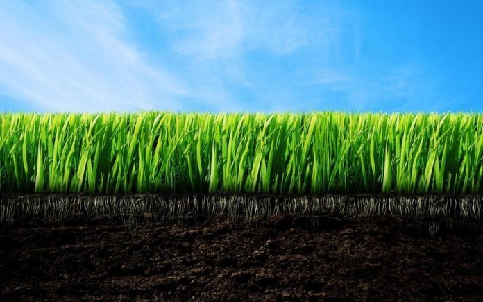 14 лучших производителей газонных трав – Рейтинг 2020