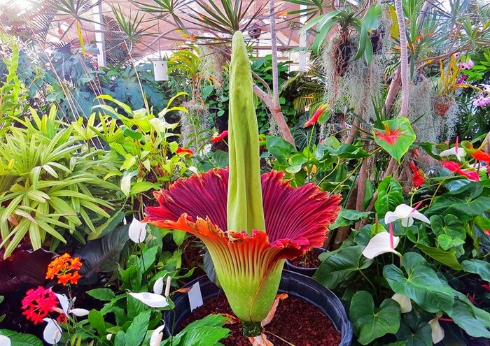 Трупный цветок (Amorphophallus Titanium)