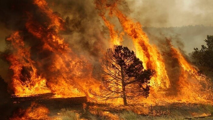 Лесной пожар Амурская область