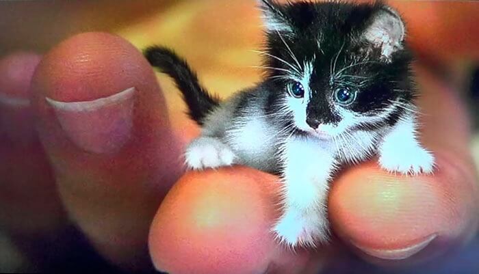 Самая маленькая кошка в мире – Тинкер Той