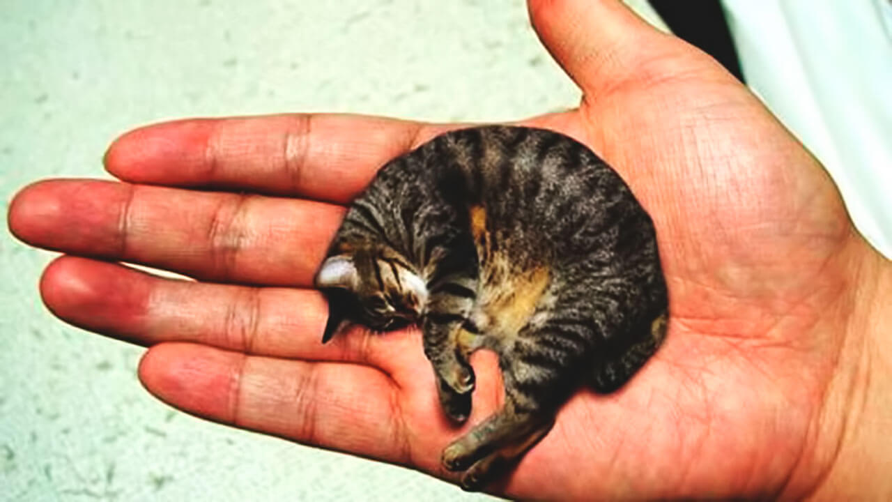 Самые маленькие кошки в мире: Топ-10, фото