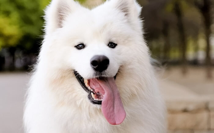 Самоедская лайка – самая дорогая собака в мире