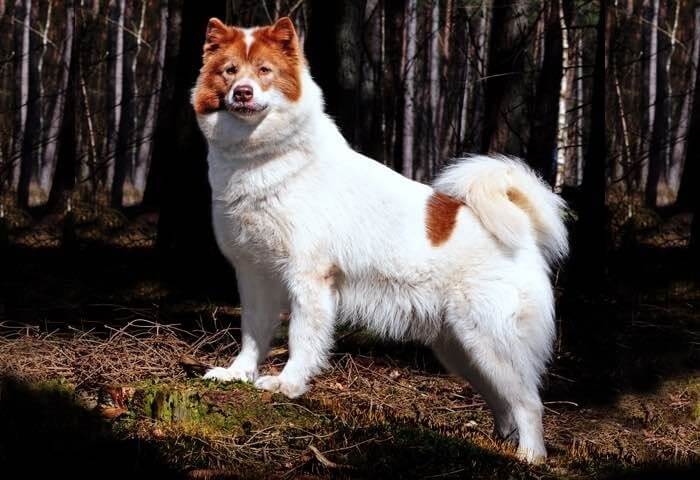 Конадская, как заведено выражаться, эскимосскоя собака 