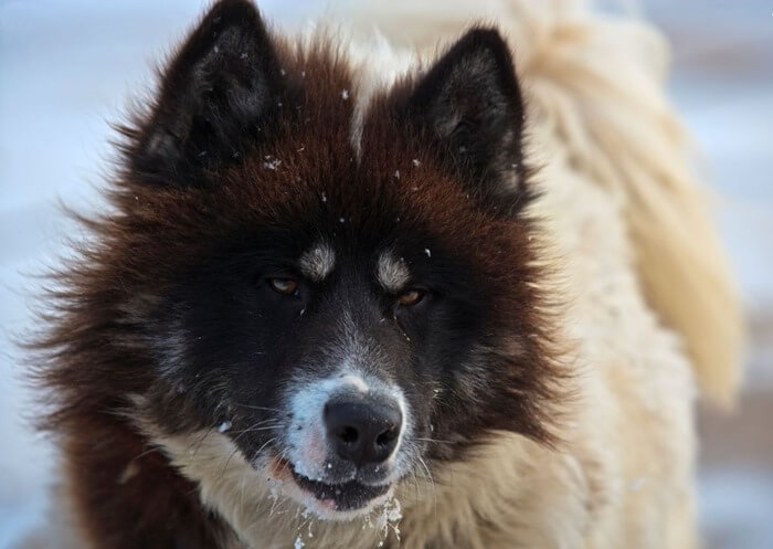 Канадскоя эскимосская собака 