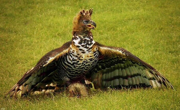 Венценосный орел