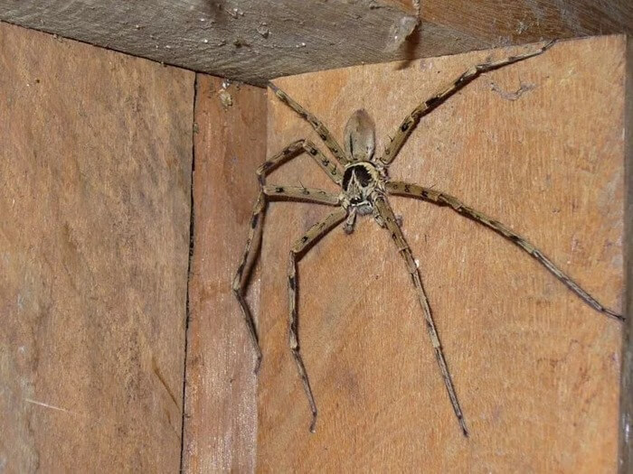 Гигантский паук-охотник (Heteropoda maxima)