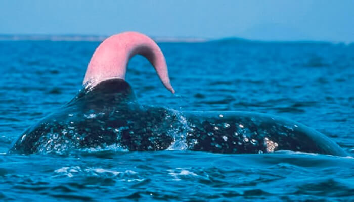 Самый большой член - синего кита