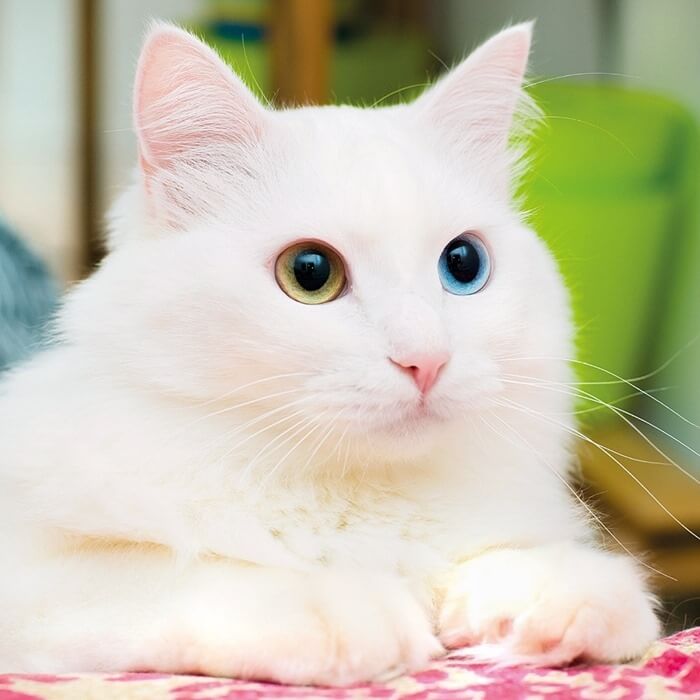 Ангорская кошка с различным цветом глаз
