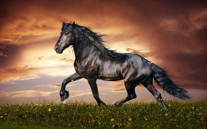 Фризская лошадь (Friesian) самая красивая порода