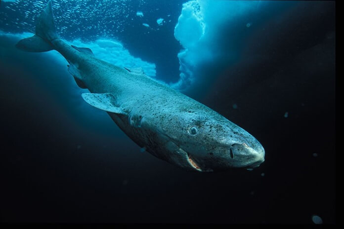 Гренландская акула 