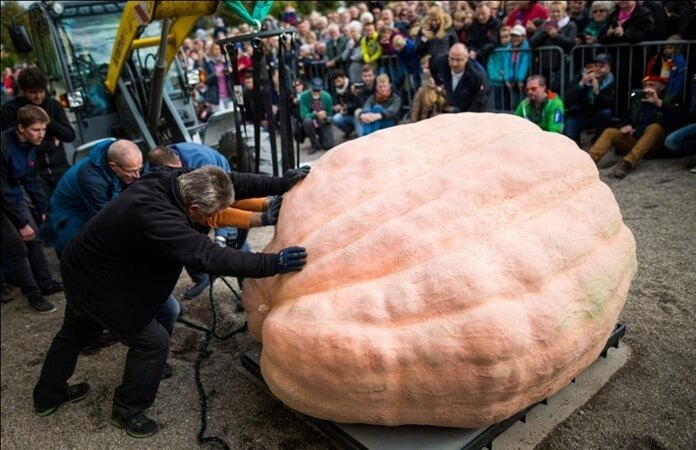 epa05578238 Assistants use a pulley to position a giant pumpkin grown by Belgian contestant Mathias Willemijns on to scales at the European Championship Pumpkin Weigh-Off, a competition held in Ludwigsburg, Germany, 09 October 2016. The pumpkin grown by Willemijns weighed in at 1190.5 kg, securing him both first place in the competition and setting a new world record. EPA/CHRISTOPH SCHMIDT Dostawca: PAP/EPA.