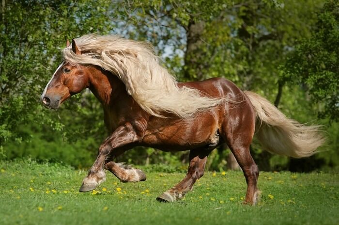 Шварцвальдская лошадь