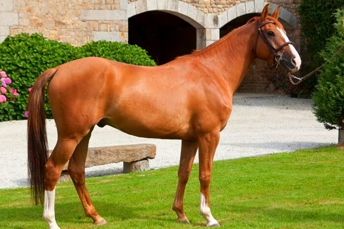 Англо-нормандская лошадь