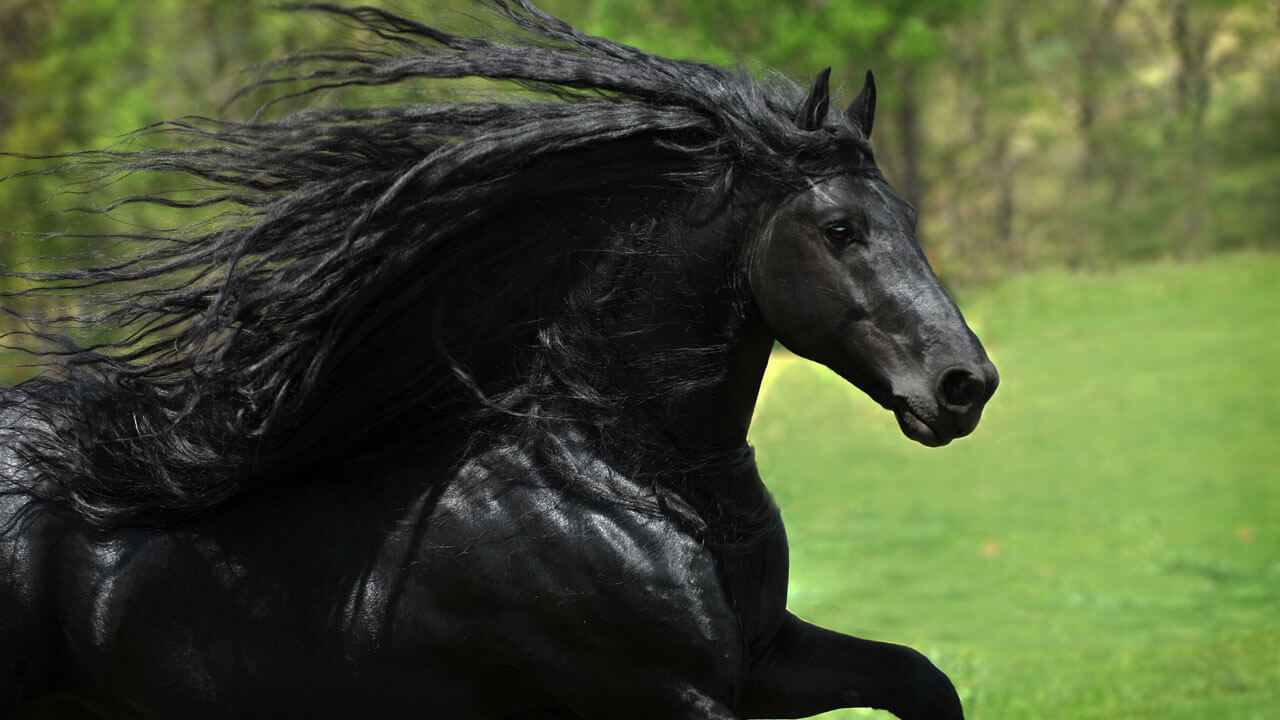 Самый Красивый Конь В Мире