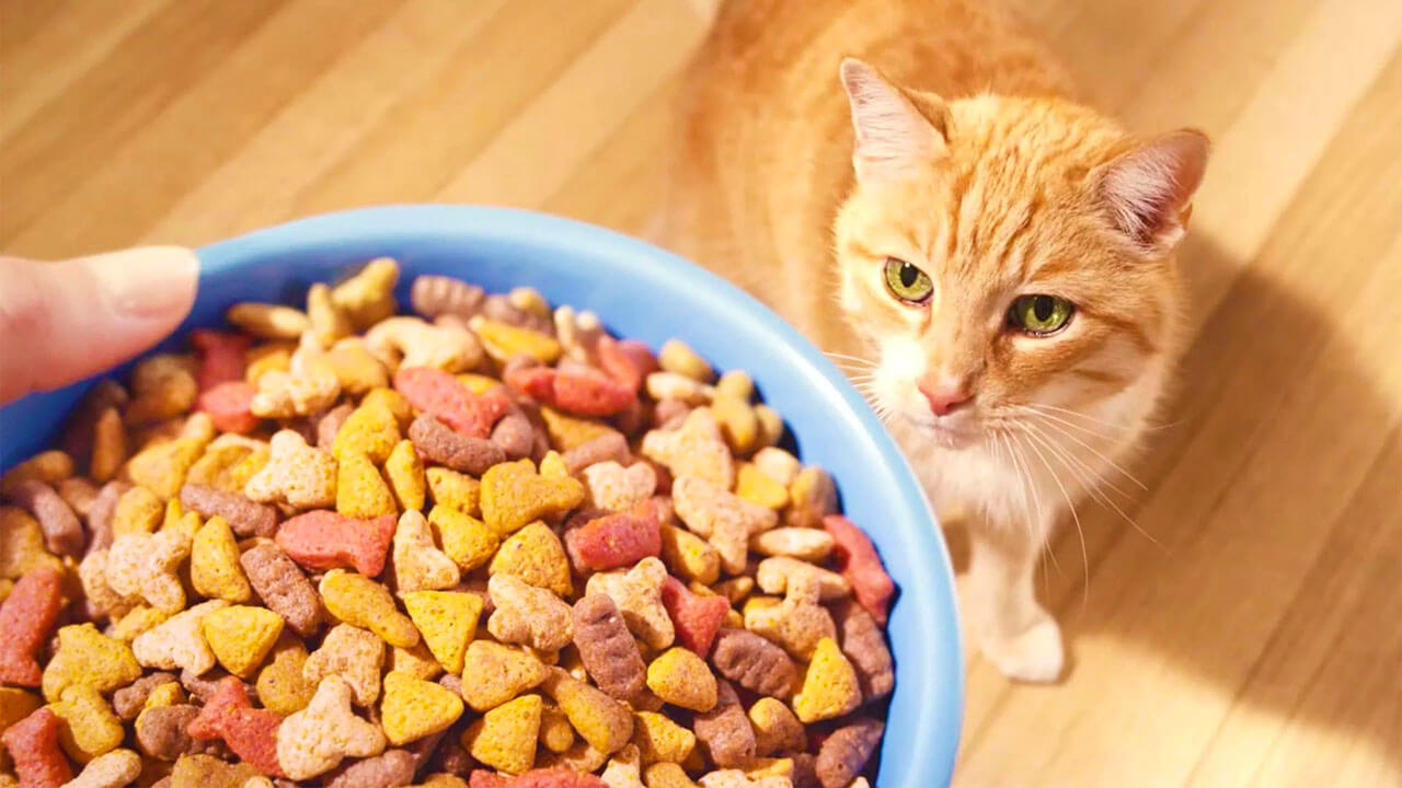 Самый лучший сухой корм для кошек делаем осознанный выбор