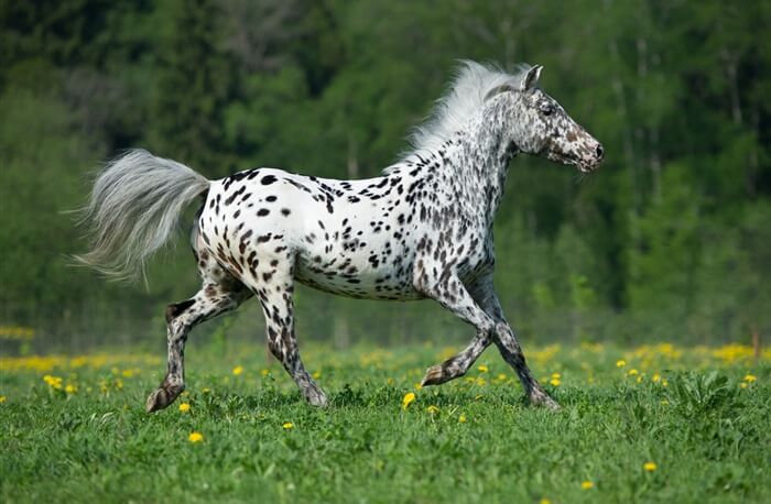 Кнабструпперкая лошадь