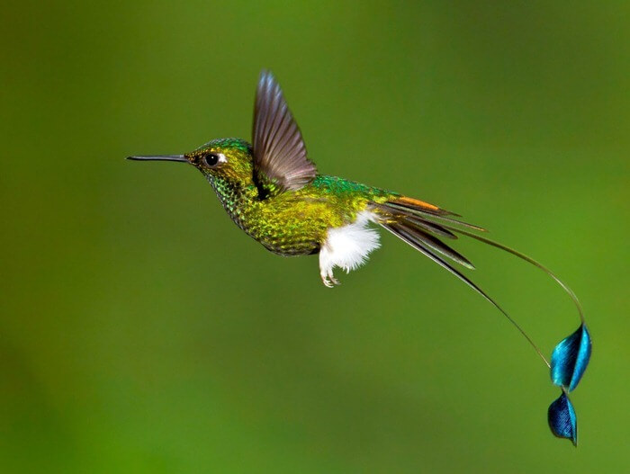 Ракетохвостый колибри