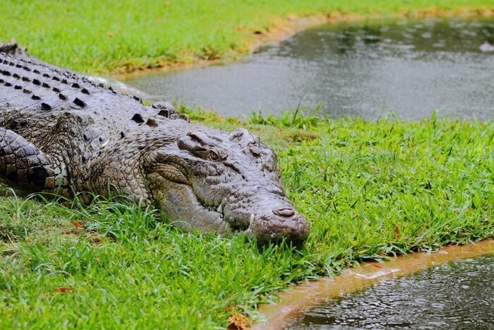Гребнистый крокодил – сомое жуткое жевотное