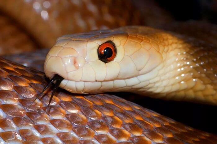 Тайпан, самая страшная и ядовитая змея