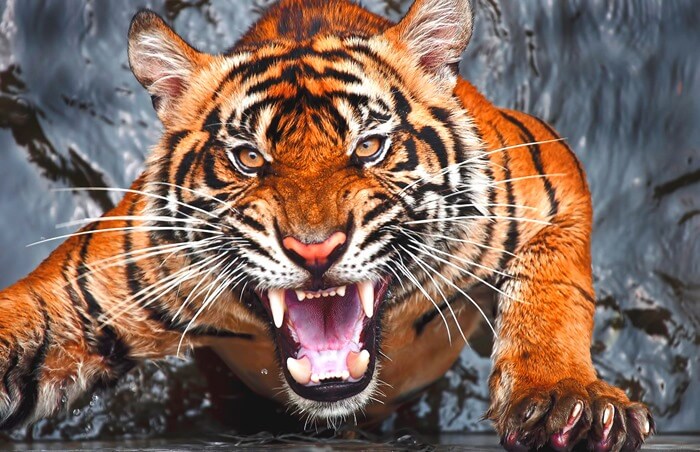 Тигр самый ужасный хищник