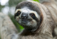 slothface