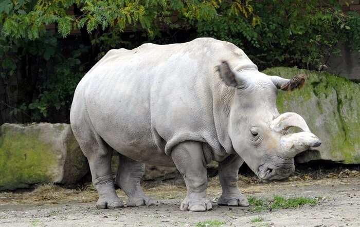 Белоснежный носорог 