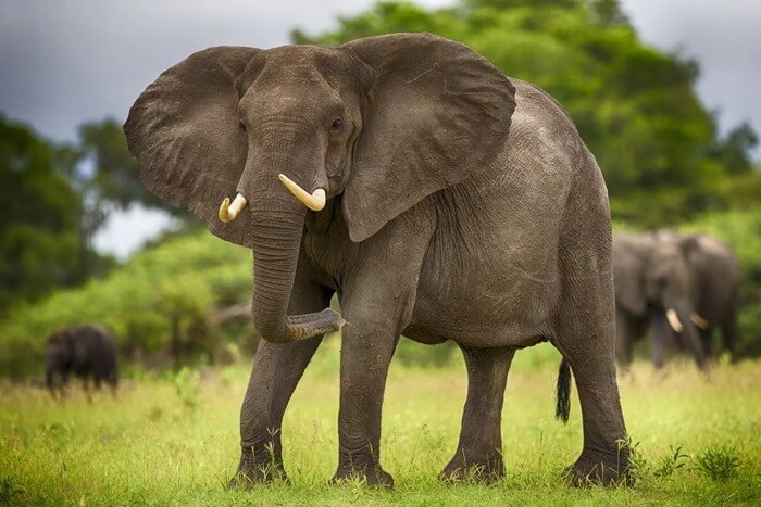 Офриконскей саванный слон 