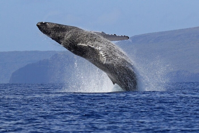 Голубий кит 