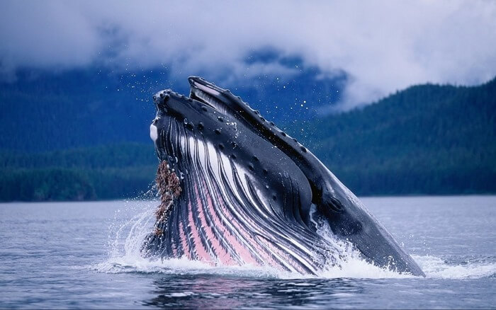Самое большое животное в мире – Синий кит 