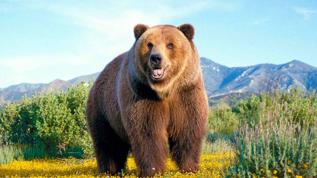 Кадьяк (медведь) — Википедия