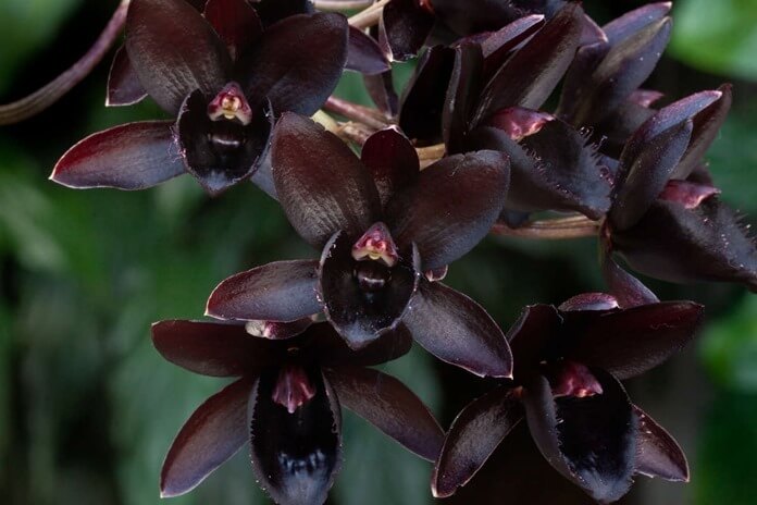 Black Orchid Fredclarkeara After Dark “SVO Black Pearl”