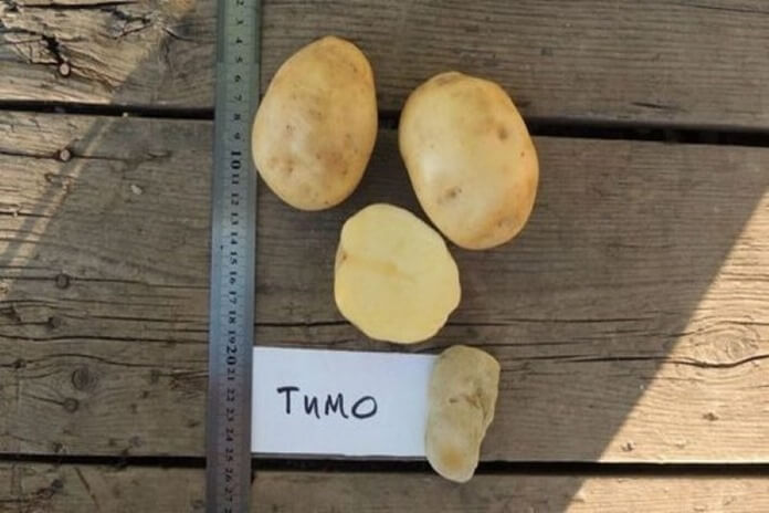 Тимо Ханнкиян , вкусный сорт картофеля