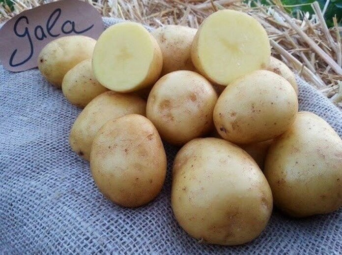 Гала, урожайный сорт картофеля
