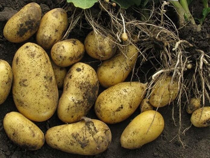 12 лучших сортов картофеля 2023, самые вкусные и урожайные
