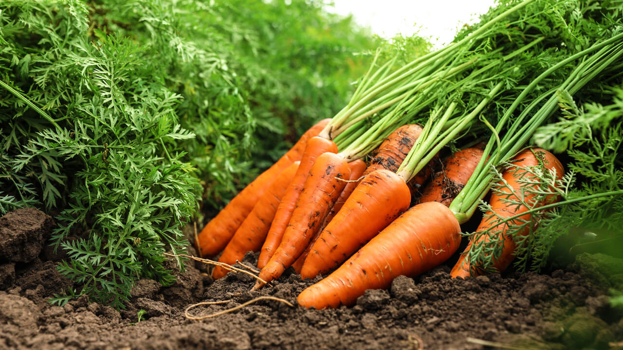 Морковь про 2024 года. Морковь сорт Лисичка. Круглая морковь сорта. Морковь Урожайная. Мир садоводов сорта моркови.