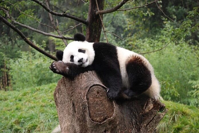 Гигантская панда ленивая