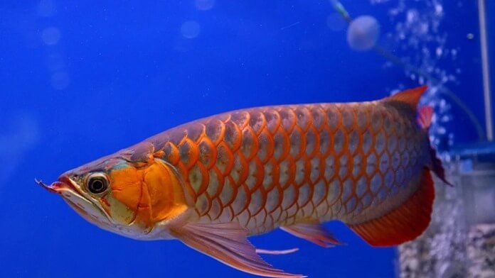 Платиновая азиатская арована – самая дорогая рыба в мире