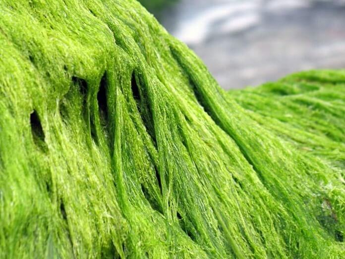 Текстиль на основе водорослей
