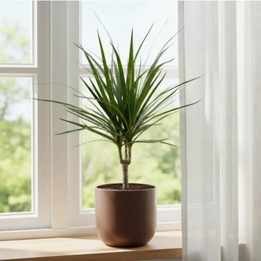 Драцена Маргината