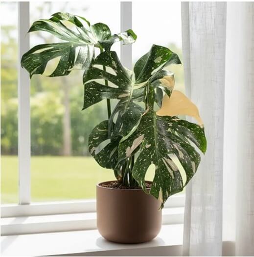 Монстера Вариегата