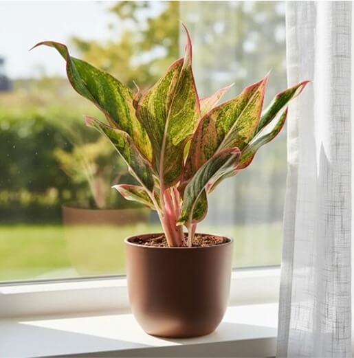 Аглаонема Сиам Аврора