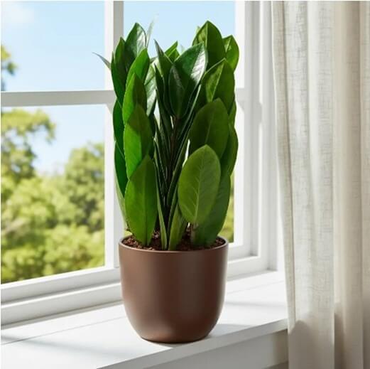 Замиокулькас